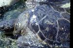 Olive Ridley Sea Turtle, (Lepidochelys olivacea), Cheloniidae, ARTV01P14_10