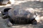 Aldabra Giant Tortoise, (Aldabrachelys gigantea), Testudinidae, Cryptodira, Testudinoidea, ARTV01P14_17