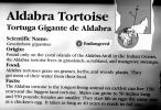 Aldabra Giant Tortoise, (Aldabrachelys gigantea), Testudinidae, Cryptodira, Testudinoidea, ARTV01P14_19