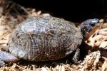 Box Turtle, (Terrapene carolina), Emydidae, ARTV01P15_01