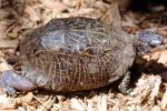 Box Turtle, (Terrapene carolina), Emydidae, ARTV01P15_02