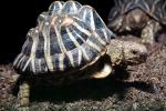 Indian Star Tortoise, (Geochelone elegans), Testudinoidea, Testudinidae