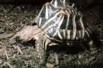 Indian Star Tortoise, (Geochelone elegans), Testudinoidea, Testudinidae, ARTV01P15_07