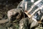 Indian Star Tortoise, (Geochelone elegans), Testudinoidea, Testudinidae, ARTV01P15_08