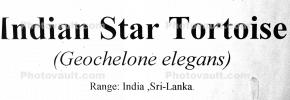 Indian Star Tortoise, (Geochelone elegans), ARTV01P15_09