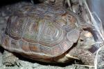 Parrot Beaked Tortoise, (Homopus areolatus), Cryptodira, Testudinidae, ARTV01P15_10