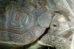 Parrot Beaked Tortoise, (Homopus areolatus), Cryptodira, Testudinidae, ARTV01P15_11
