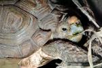 Parrot Beaked Tortoise, (Homopus areolatus), Cryptodira, Testudinidae, ARTV01P15_12