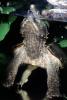 Alligator Snapping Turtle, (Macrochelys temminckii), Chelydridae, Macrochelys, ARTV01P15_13