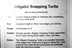 Alligator Snapping Turtle, (Macrochelys temminckii), Chelydridae, Macrochelys, ARTV01P15_15