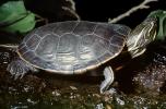 Western Painted Turtle, (Chrysemys picta), Emydidae, Deirochelyinae, ARTV01P15_16