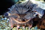Smiling Turtle, smiles, face, Snout, Mata Mata, Matamata, (Chelus fimbriatus), Pleurodira, Chelidae, Chelus, ARTV01P15_18