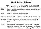 Red Eared Slider, (Trachemys scripta), Emydidae, Turtle, freshwater