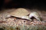 Spiney Softshell Turtle, (Apalone spiniferus), Trionychidae, ARTV02P01_11
