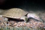 Spiney Softshell Turtle, (Apalone spiniferus), Trionychidae, ARTV02P01_12