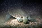Spiney Softshell Turtle, (Apalone spiniferus), Trionychidae, ARTV02P01_16