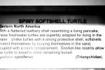 Spiney Softshell Turtle, (Apalone spiniferus), Trionychidae, ARTV02P01_19