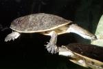 Sideneck Turtle