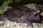 Alligator Snapping Turtle, (Macrochelys temminckii), Chelydridae, Macrochelys, ARTV02P03_03