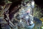 Alligator Snapping Turtle, (Macrochelys temminckii), Chelydridae, Macrochelys, ARTV02P03_04