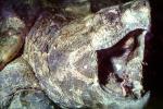 Alligator Snapping Turtle, (Macrochelys temminckii), Chelydridae, Macrochelys, ARTV02P03_05