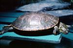 Western Painted Turtle, (Chrysemys picta), Emydidae, Deirochelyinae, ARTV02P03_18
