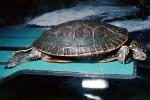 Western Painted Turtle, (Chrysemys picta), Emydidae, Deirochelyinae, ARTV02P04_01