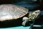 Western Painted Turtle, (Chrysemys picta), Emydidae, Deirochelyinae, ARTV02P04_03