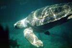 Turtle Underwater, ARTV02P04_11