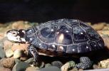 Spotted Turtle, (Clemmys guttata), Emydidae, Emydinae, Freshwater, ARTV02P05_03