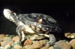 Spotted Turtle, (Clemmys guttata), Emydidae, Emydinae, Freshwater, ARTV02P05_04