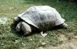 aldabra Tortoise