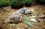 aldabra Tortoise, ARTV02P05_15