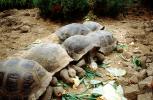 aldabra Tortoise, ARTV02P05_16