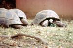 Tortoise, ARTV02P06_01