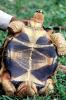 Tortoise, ARTV02P06_08