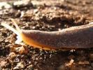 Banana Slug, Sonoma County, California, USA, ATSD01_001