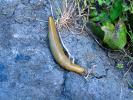 Banana Slug, Sonoma County, California, USA, ATSD01_004