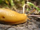Banana Slug, Sonoma County, California, USA, ATSD01_006