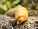 Banana Slug, Sonoma County, California, USA, ATSD01_007