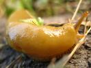 Banana Slug, Sonoma County, California, USA, ATSD01_009