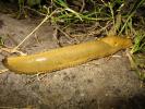 Slimy, wet, Banana Slug, Sonoma County, California, USA