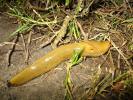 Banana Slug, Sonoma County, California, USA, ATSD01_013