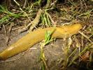 Banana Slug, Sonoma County, California, USA, ATSD01_014