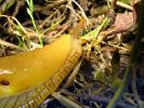 Banana Slug, Sonoma County, California, USA, ATSD01_015
