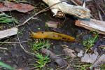 Banana Slug, ATSD01_018