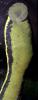 Medicinal Leeches, (Macrobdella decora), Acanthobdellida, Annelida, AWSD01_003
