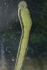 Medicinal Leeches, (Macrobdella decora), Acanthobdellida, Annelida, AWSD01_004
