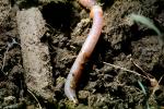 Earthworm, Terrestrial, AWSV01P02_01