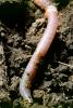 Segmented Earthworm, AWSV01P02_01B
